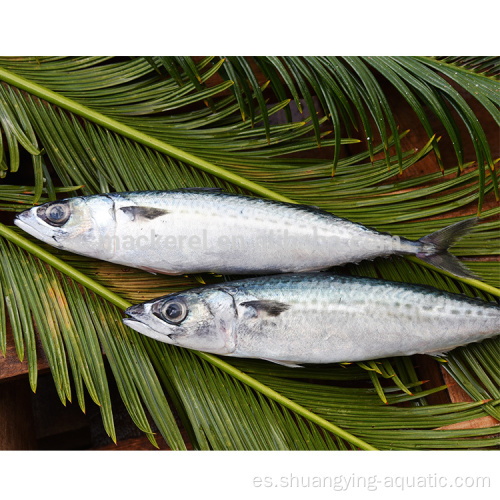 Pescado congelado Pacific Mackerel WR Tamaño 300-500G